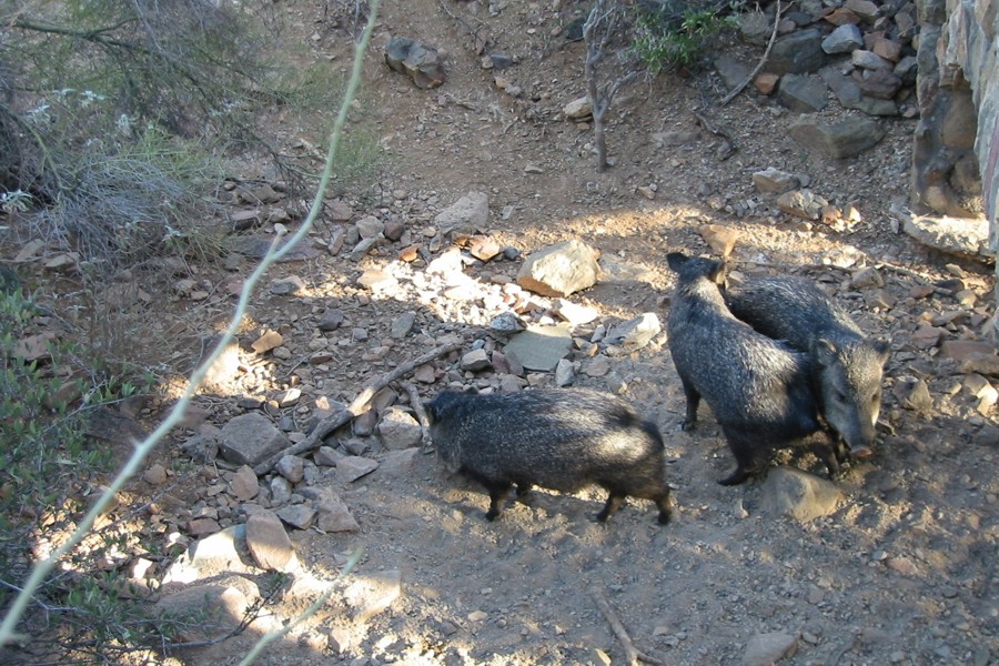 ../image/wild pigs.jpg